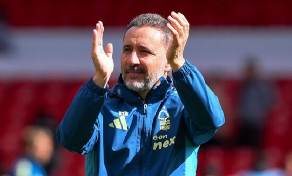pereira leaves